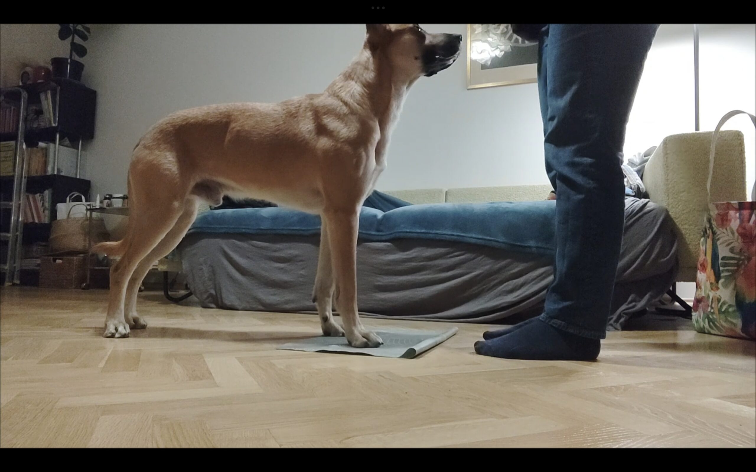 Wpływ zdrowia na zachowanie pjesków